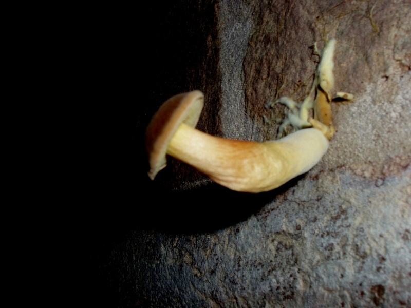 fungo nel muro 2